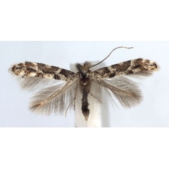 /filer/webapps/moths_gc/media/images/P/populifoliella_Phyllonorycter_A_WJDP.jpg