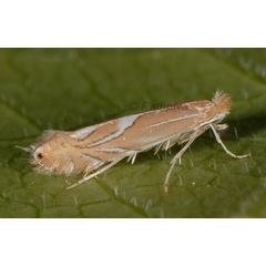 /filer/webapps/moths_gc/media/images/E/endryella_Phyllonorycter_A_PathPiva.jpg