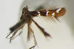 Porphyrosela desmodiella