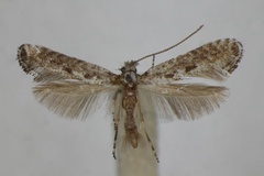 Parornix betulae