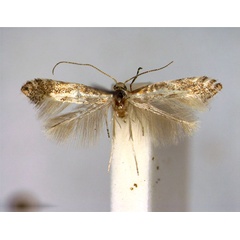 /filer/webapps/moths_gc/media/images/C/cytisella_Phyllonorycter_A_EIHU.jpg