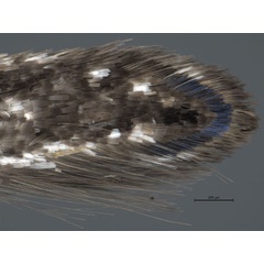 /filer/webapps/moths_gc/media/images/S/spermotrophus_Cuphodes_PT_A4_Triberti-etal_2026_127.jpg