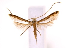 Diphtheroptila cairna