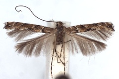 Acrocercops brongniardella