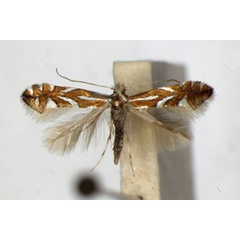 /filer/webapps/moths_gc/media/images/P/pyrifoliella_Phyllonorycter_A_ZSM_2.jpg