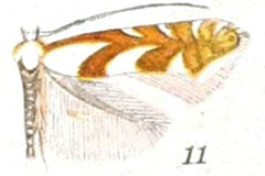 Phyllonorycter hagenii