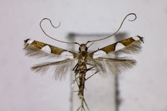 Monocercops nepalensis