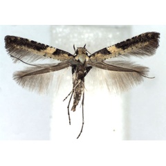 /filer/webapps/moths_gc/media/images/M/mandshurica_Caloptilia_A_WJDP.jpg