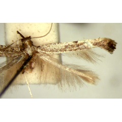 /filer/webapps/moths_gc/media/images/T/titanitis_Caloptilia_HT_TMSA2599.jpg