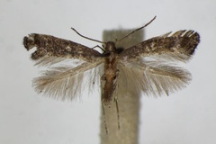 Metriochroa latifoliella