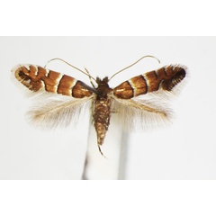 /filer/webapps/moths_gc/media/images/S/stettinensis_Phyllonorycter_A_ZSM_3.jpg