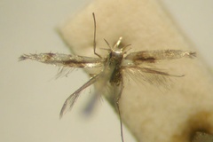 Acrocercops largoplaga