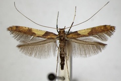 Caloptilia falconipennella
