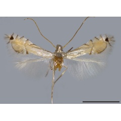 /filer/webapps/moths_gc/media/images/X/xylopiella_Phyllocnistis_HT_VOB.jpg