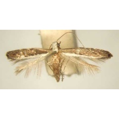 /filer/webapps/moths_gc/media/images/M/mimetis_Pareclectis_PT_TMSA5968.jpg