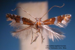 Phyllonorycter fagifolia