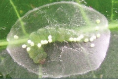 Leurocephala schinusae