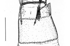 Phyllocnistis magalismontani
