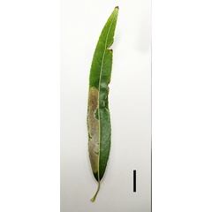 /filer/webapps/moths_gc/media/images/R/riparia_Cameraria_larva2_Sawada-etal_2024_188.jpg