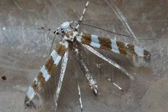 Telamoptilia cordati