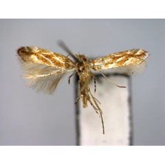 /filer/webapps/moths_gc/media/images/I/issikii_Phyllonorycter_PT_EIHU_2.jpg