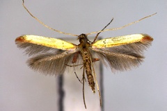 Caloptilia ariana