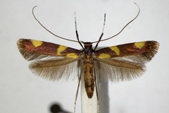 Caloptilia magnifica