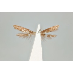 /filer/webapps/moths_gc/media/images/T/trapezoides_Acrocercops_ST_ANIC31-081630_ventral.jpg