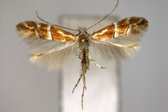 Phyllonorycter celtidis