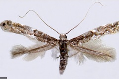Leurocephala chilensis