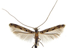 Diphtheroptila nix