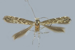 Chileoptilia yaroella