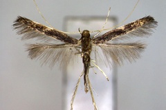 Acrocercops defigurata