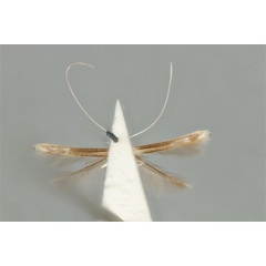 /filer/webapps/moths_gc/media/images/M/maculosa_Cuphodes_PLT_ANIC31-087222_ventral.jpg