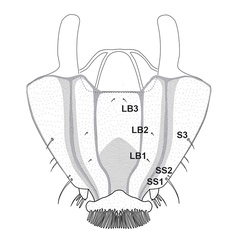 /filer/webapps/moths_gc/media/images/T/tecomae_Angelabella_larva2_Cerdena_etal_2026_7B.jpg