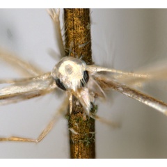 /filer/webapps/moths_gc/media/images/D/diplomochla_Phyllcnistis_ST2_head_ANIC.jpg