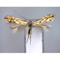 /filer/webapps/moths_gc/media/images/N/nigristella_Phyllonorycter_A_EIHU.jpg