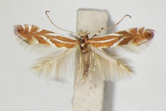 Phyllonorycter kusdasi