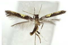 Caloptilia purpureus