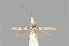 Acrocercops symphyletes