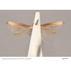 /filer/webapps/moths_gc/media/images/L/lomatographa_Epicephala_HT_ANIC31-010791_ventral.jpg