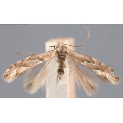 /filer/webapps/moths_gc/media/images/H/holodisci_Phyllonorycter_HT_ANSP.jpg