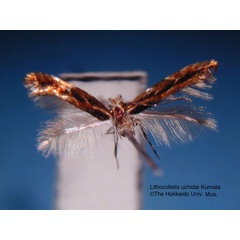 /filer/webapps/moths_gc/media/images/U/uchidai_Phyllonorycter_HT_EIHU.jpg