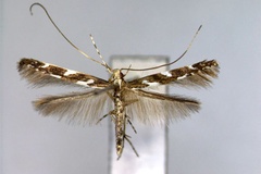 Acrocercops transecta