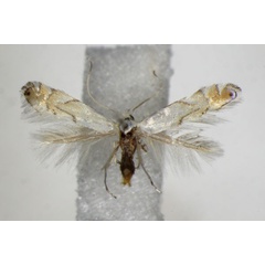 /filer/webapps/moths_gc/media/images/H/harrisella_Phyllonorycter_A_ZSM_2.jpg