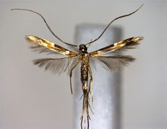 /filer/webapps/moths_gc/media/images/S/shoreae_Chrysocercops_A_EIHU.jpg
