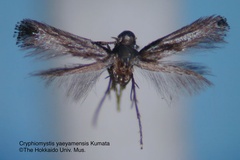 Corythoxestis yaeyamensis