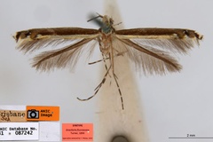 Acrocercops fluorescens