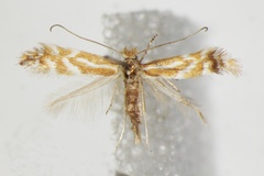 Phyllonorycter baldensis