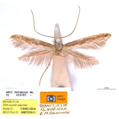 /filer/webapps/moths_gc/media/images/Z/zalosticha_Epicephala_PLT2_ANIC.jpg